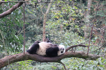Panda on the Tree
