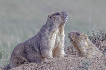 cute furry marmots