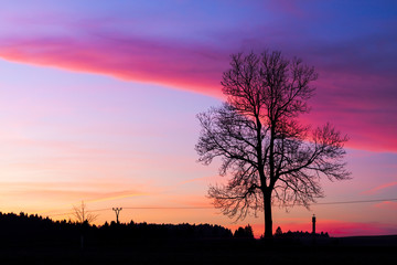 Fototapeta na wymiar Sunset Landscape with Tree Silhouette