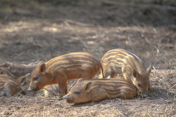 brood of lovely young wild boars