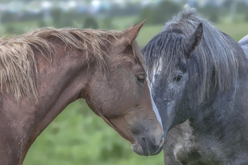 Obraz premium funny muzzle horses