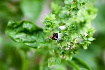 Bee with Basil