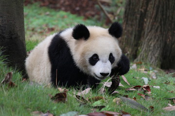 Naklejka premium Panda on the Playground