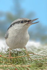 small colorful birds