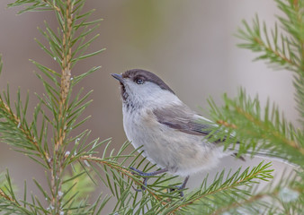 small colorful birds