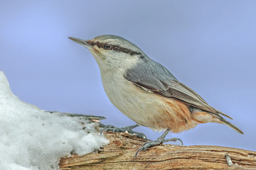 small colorful birds
