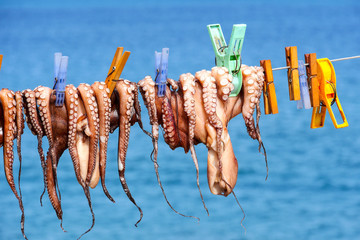 Calamares zum Trocknen