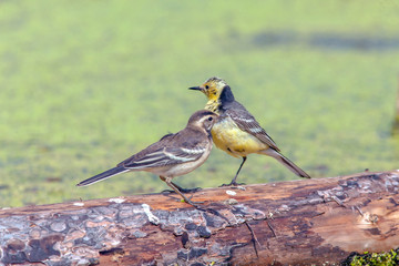 small colorful birds