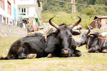 Powerful yak at the mountain in Lukla, Himalaya, Nepal.