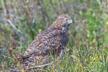 handsome hawk