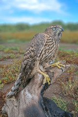 handsome hawk