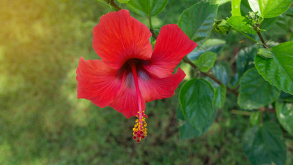 Fototapeta premium Red flower of Hibiscus in green background, close up