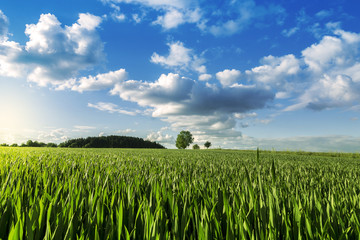 Green Wheat Field and Blue Sunset Sky