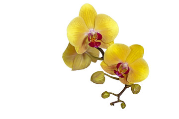 Naklejka na ściany i meble Yellow Phalaenopsis Orchid Flowers Stem and Buds