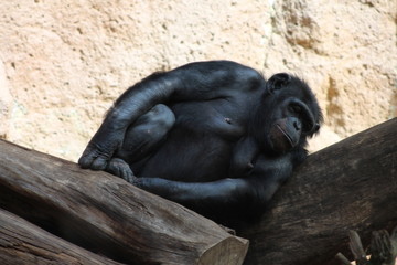 Beautiful unique landscape of Canary Island Tenerife