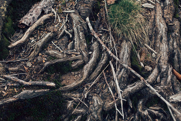 Roots of old tree without ground - organic background