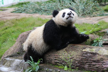 Fototapeta premium Panda on the Playground ,Smiling Panda