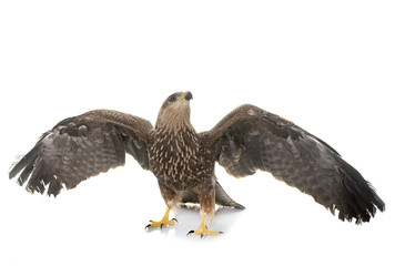 Common buzzard in studio