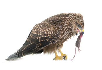 Obraz premium Common buzzard eating a mouse