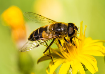 Insects - Maco View