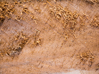 wood texture background