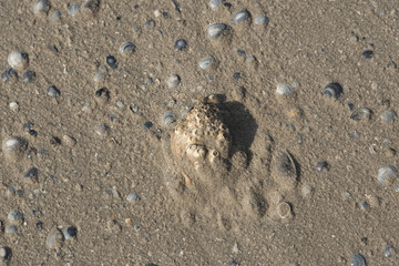 Muscheln liegen am Stand am Meer