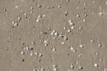 Fototapeta na wymiar Muscheln liegen am Stand am Meer