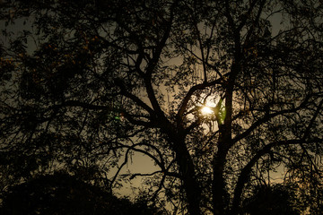 Silhouette birch tree branches