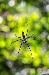Giant spider in his web in Khao National Park Thailand