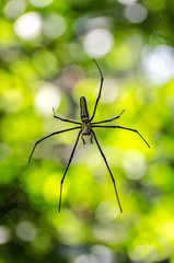Giant spider in his web in Khao National Park Thailand