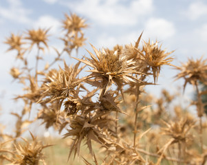 Obraz premium dry prickly grass against the sky