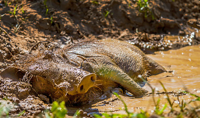 Wildschwein beim suhlen im isimangaliso-wetland-park Südafrika