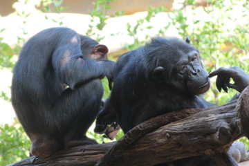 Beautiful unique landscape of Canary Island Tenerife