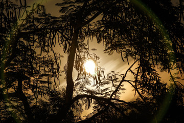 Silhouette birch tree branches
