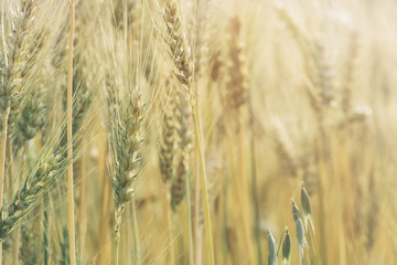 Photo of wheat field at sunrise with soft focus filter