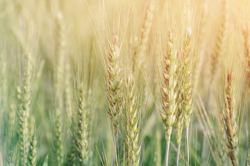 Photo of wheat field at sunrise with soft focus filter