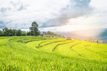 Terrest Rice field, Chiangmai Thailand