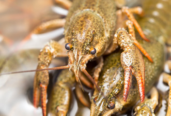 Live crayfish in the water as a background