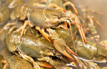 Live crayfish in the water as a background