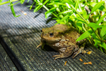 Frogs on a pond