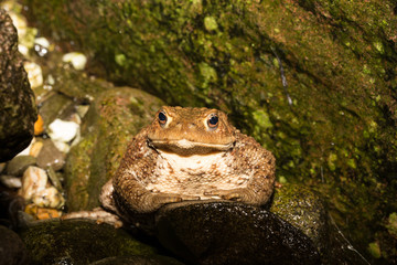 Frogs on a pond