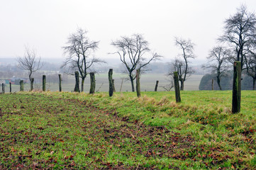trees in a row at the edge of a small german village