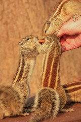 Tourist feeding Indian palm squirrels in Agra Fort, Uttar Prades