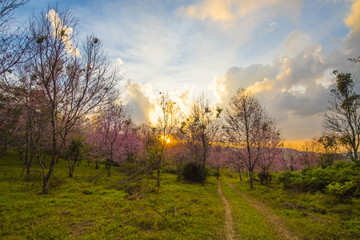 Fototapeta na wymiar Cherry blossom Flower at Phu Lom Lo fo Thailand,Phuhinrongkla National Park