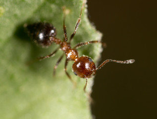 ant in nature. macro