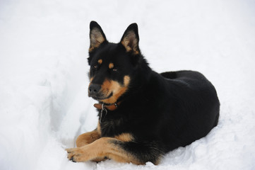 relaxed dog in the snow