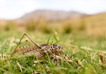 grasshopper in nature. macro