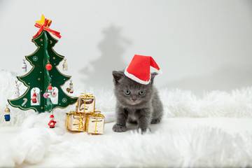 Kittens with Christmas New Year decoration