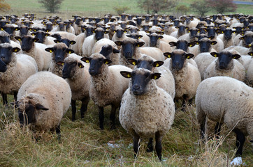 Naklejka premium Schafherde (Rhönschafe)
