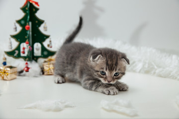 Kittens with Christmas New Year decoration